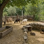 Animal farm у Кемера